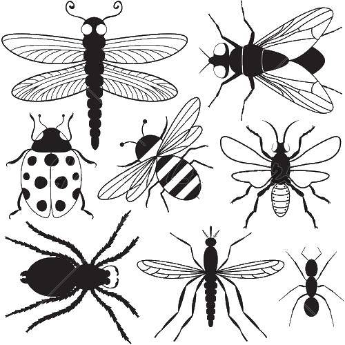 Название: Раскраска Насекомые. Категория: Контуры насекомые. Теги: насекомые.