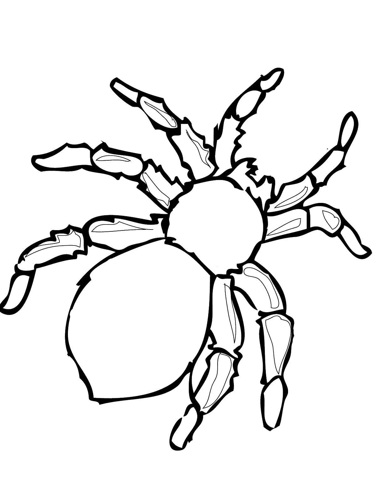 Название: Раскраска Тарантул. Категория: Контур паук. Теги: тарантул, паук.