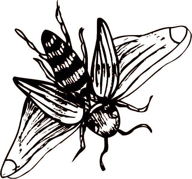 Название: Раскраска Жук. Категория: Контуры насекомые. Теги: жук.