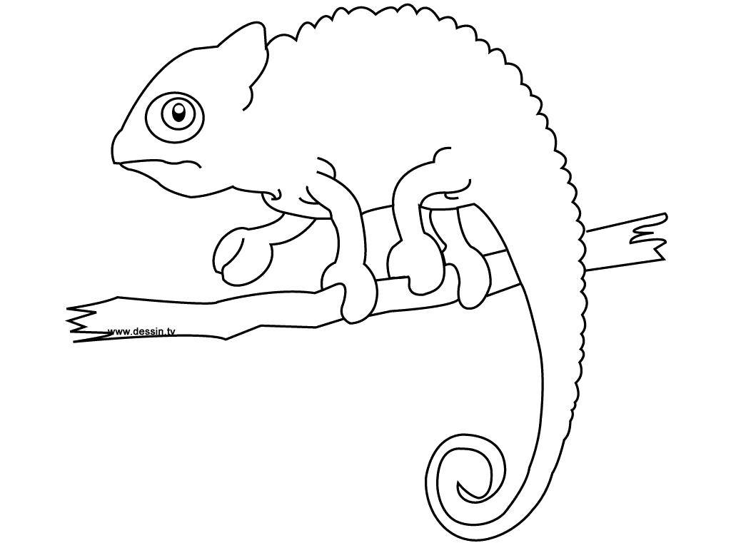 Coloring Chameleon on a branch. Category reptiles. Tags:  Reptile, chameleon.
