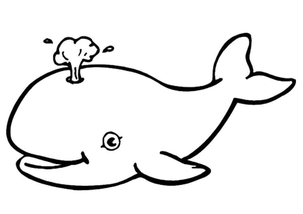 Название: Раскраска Китёнок пускает фонтанчик. Категория: морское. Теги: Подводный мир, кит.