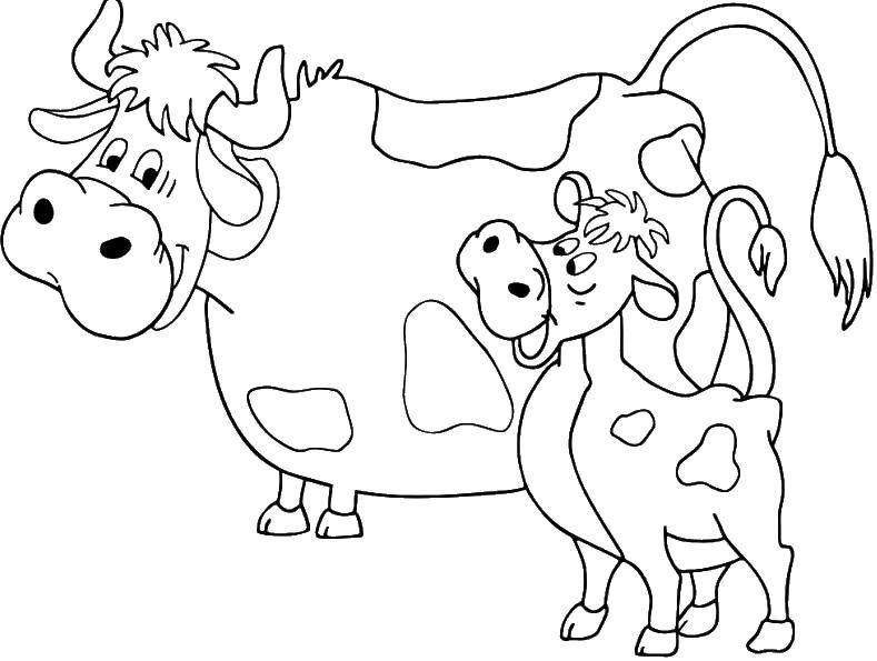 Coloring The cow Murka, and calf gavryusha. Category coloring, buttermilk. Tags:  cow Murka, gavryusha calf.