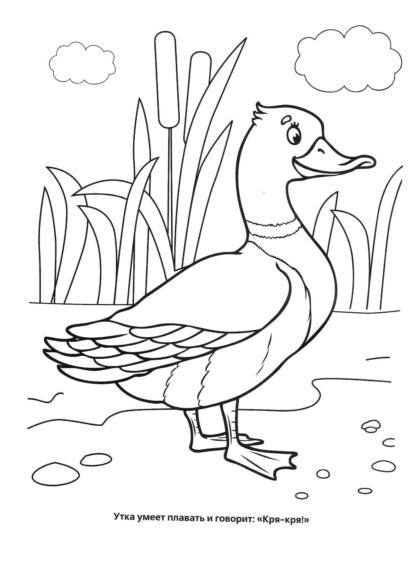 Coloring Duck. Category birds. Tags:  Poultry, duck.
