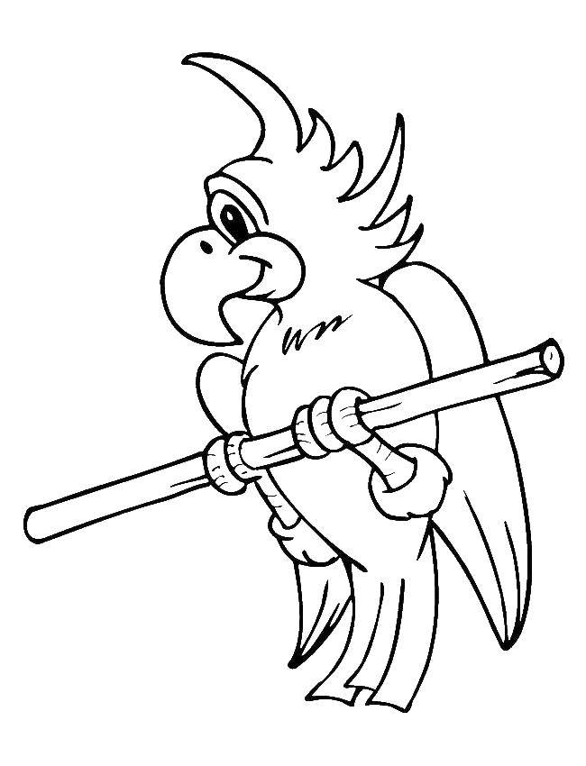 Coloring Parrot. Category coloring pages parrot Kesha. Tags:  parakeet.