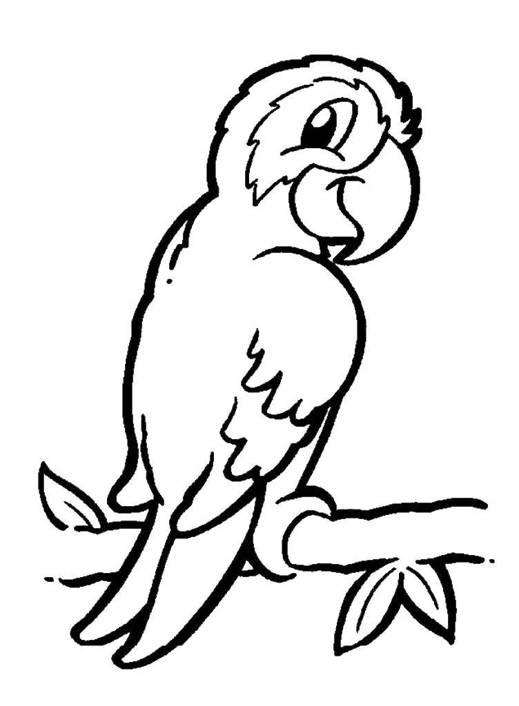 Название: Раскраска Попугай. Категория: раскраски попугай кеша. Теги: попугай.