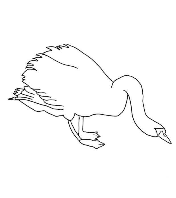 Название: Раскраска Лебедь наклонился. Категория: Контуры для вырезания птиц. Теги: лебедь, птицы.
