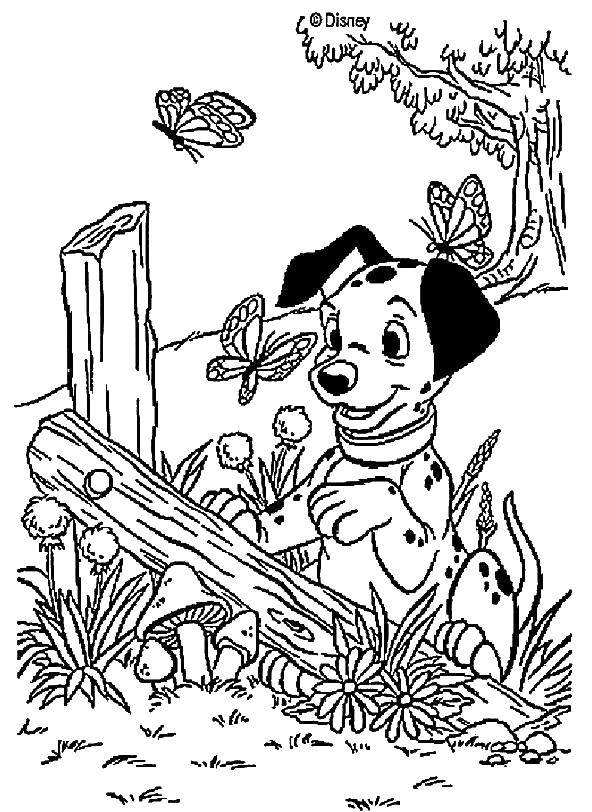 Coloring Dalmatians catches a butterfly. Category 101 Dalmatians. Tags:  That 101, Dalmatians.