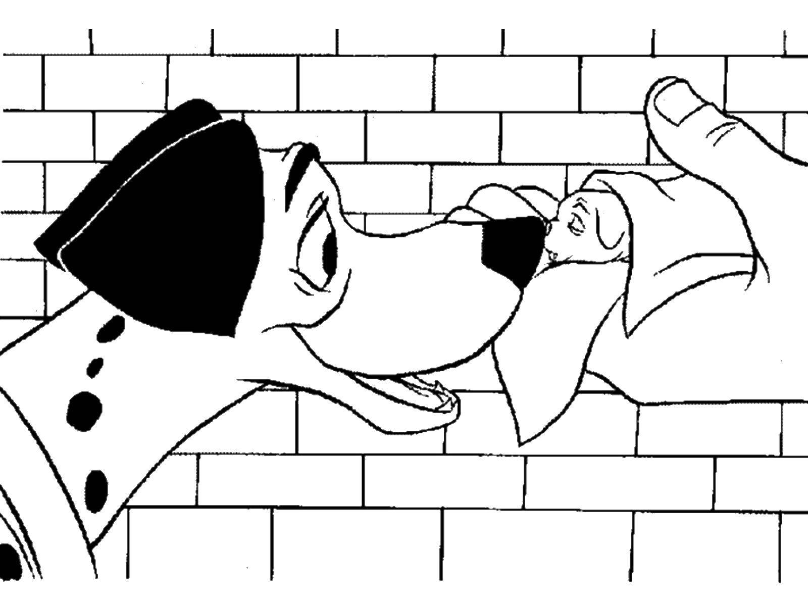 Coloring Pongo sniffs the puppy. Category 101 Dalmatians. Tags:  That 101, Dalmatians.