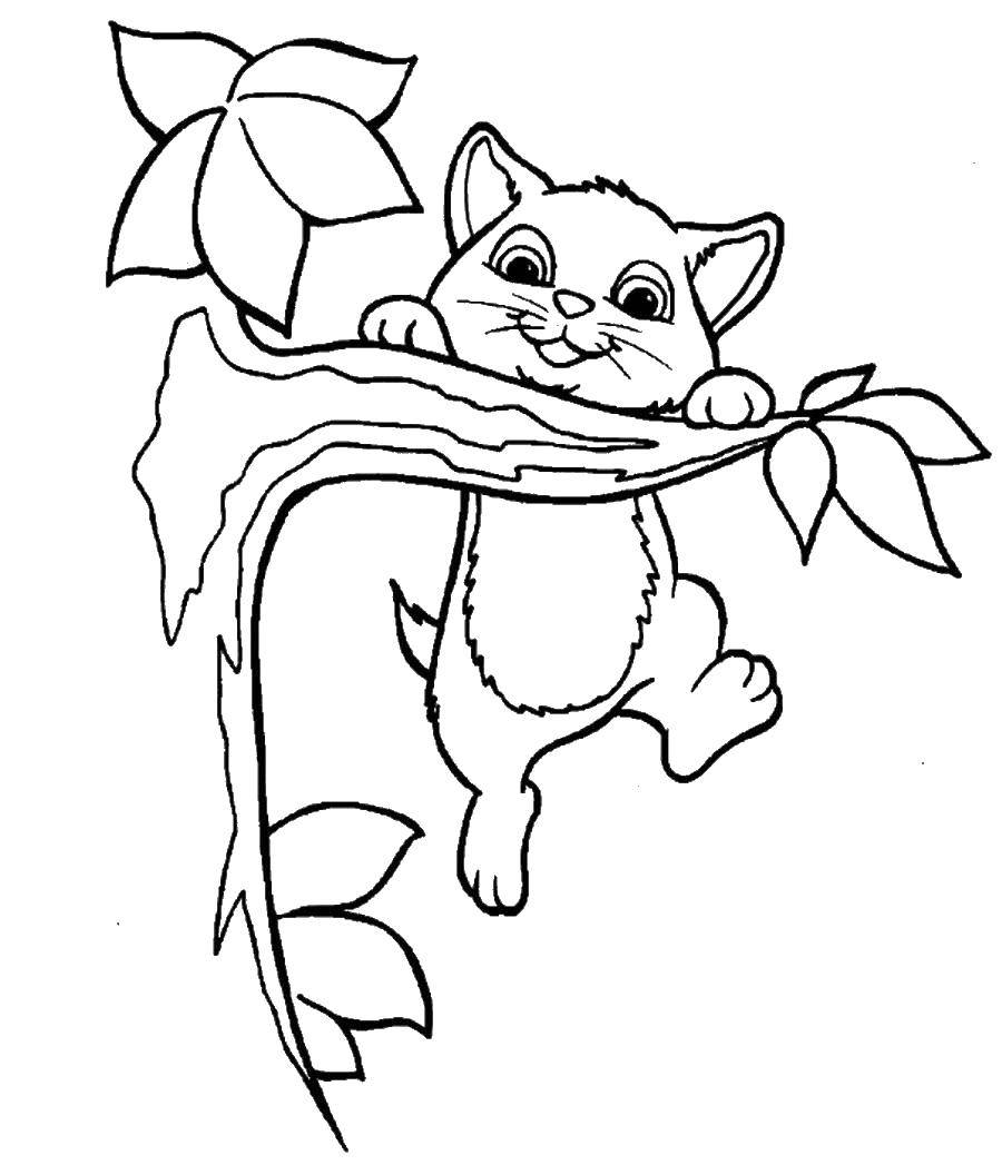 Coloring Cat on a branch. Category The cat. Tags:  cat, cat.