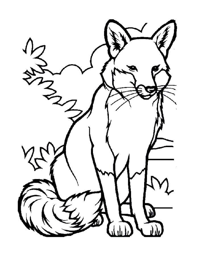 Coloring Fox. Category Animals. Tags:  Fox.