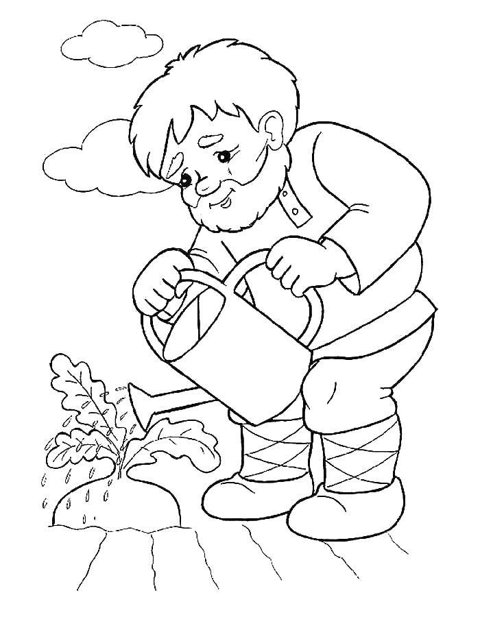 Coloring Grandfather is watering the turnip. Category turnip. Tags:  the turnip, watering can, cottage.