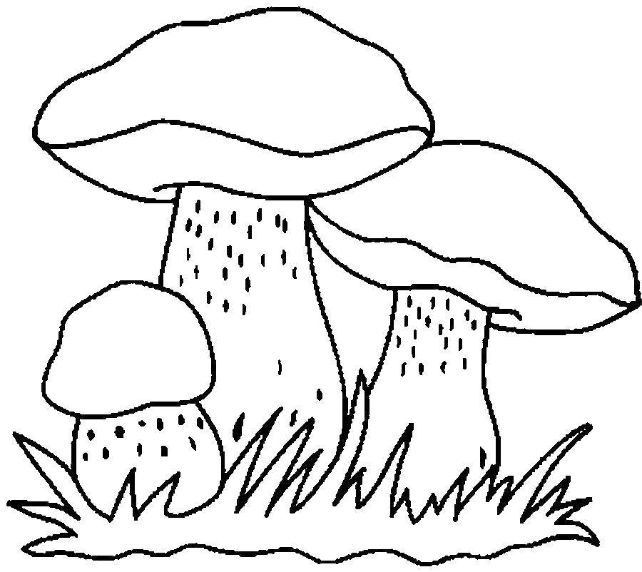 Coloring Mushrooms. Category mushrooms. Tags:  mushrooms.