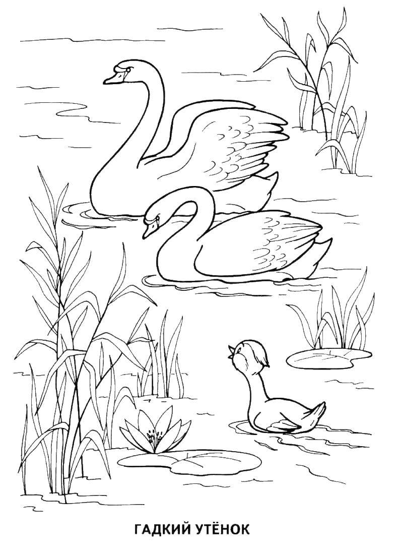 Название: Раскраска Гадкий утенок увидел лебедей. Категория: сказки пушкина. Теги: гадкий утенок, лебедь.