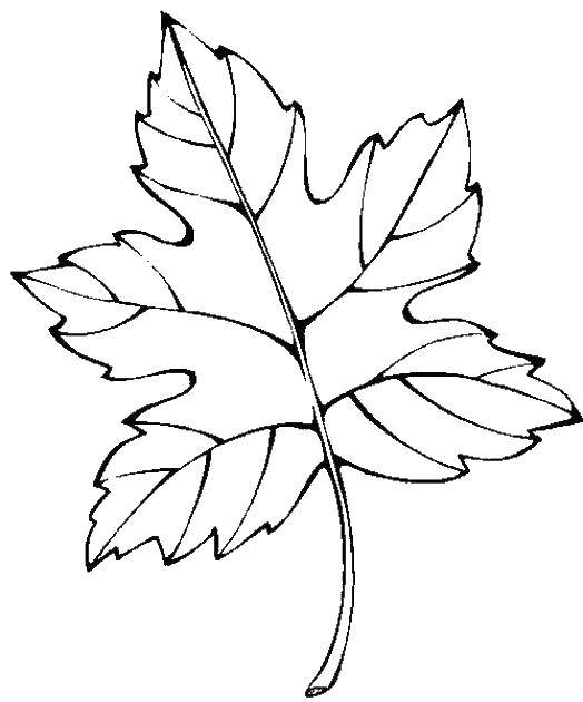 Название: Раскраска Кленовый лист. Категория: осень. Теги: Листья, дерево, клён, осень.