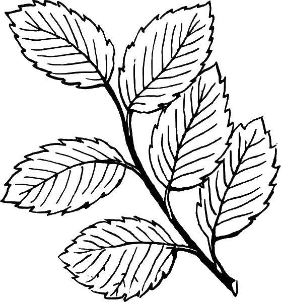 Coloring Twig with leaves. Category autumn. Tags:  Leaves, branch.