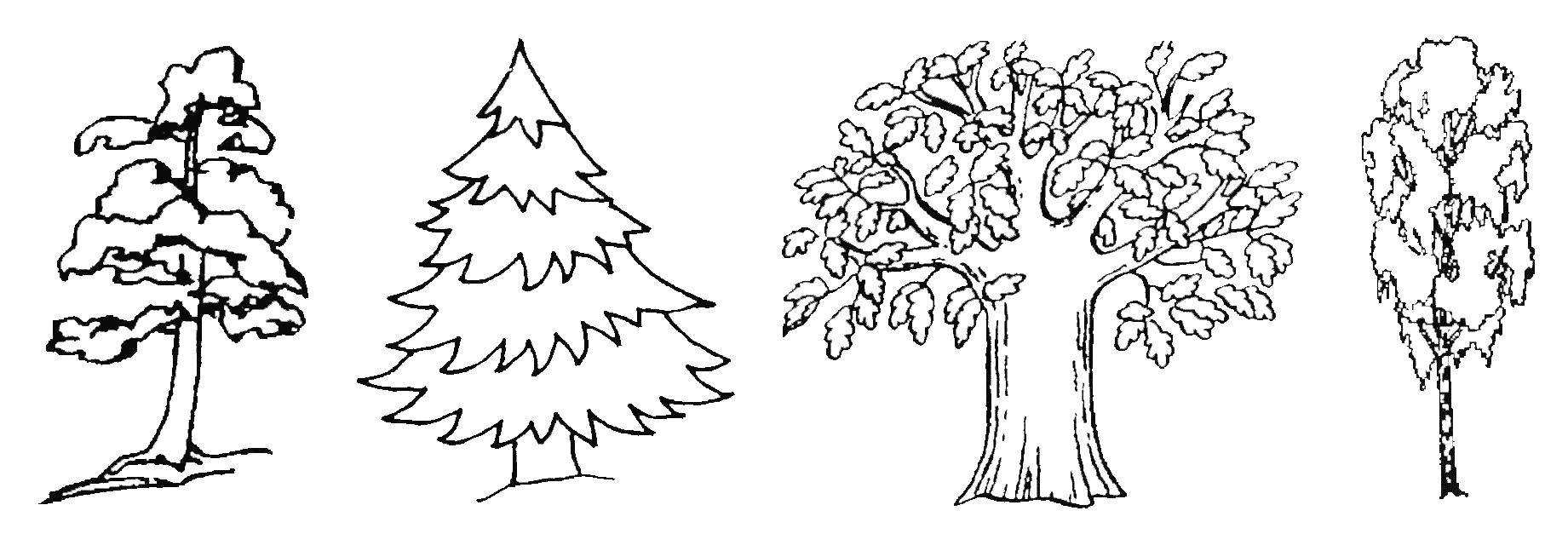 Coloring Trees. Category tree. Tags:  the trees.
