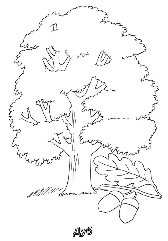 Coloring Oak. Category tree. Tags:  The trees, oak.