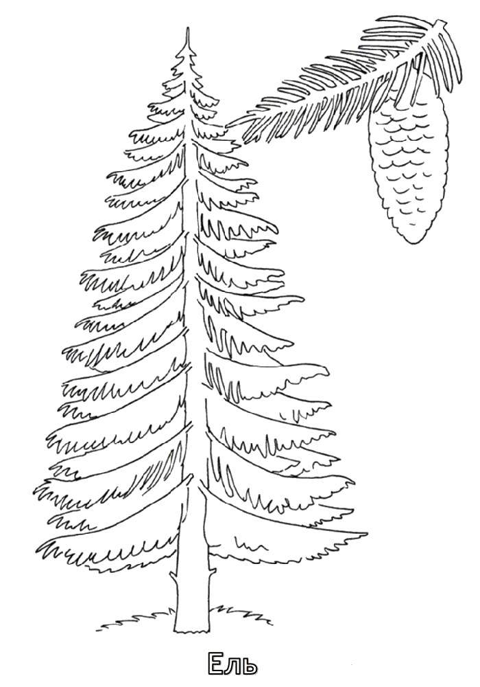 Coloring Spruce. Category tree. Tags:  Trees, spruce, pinecone.