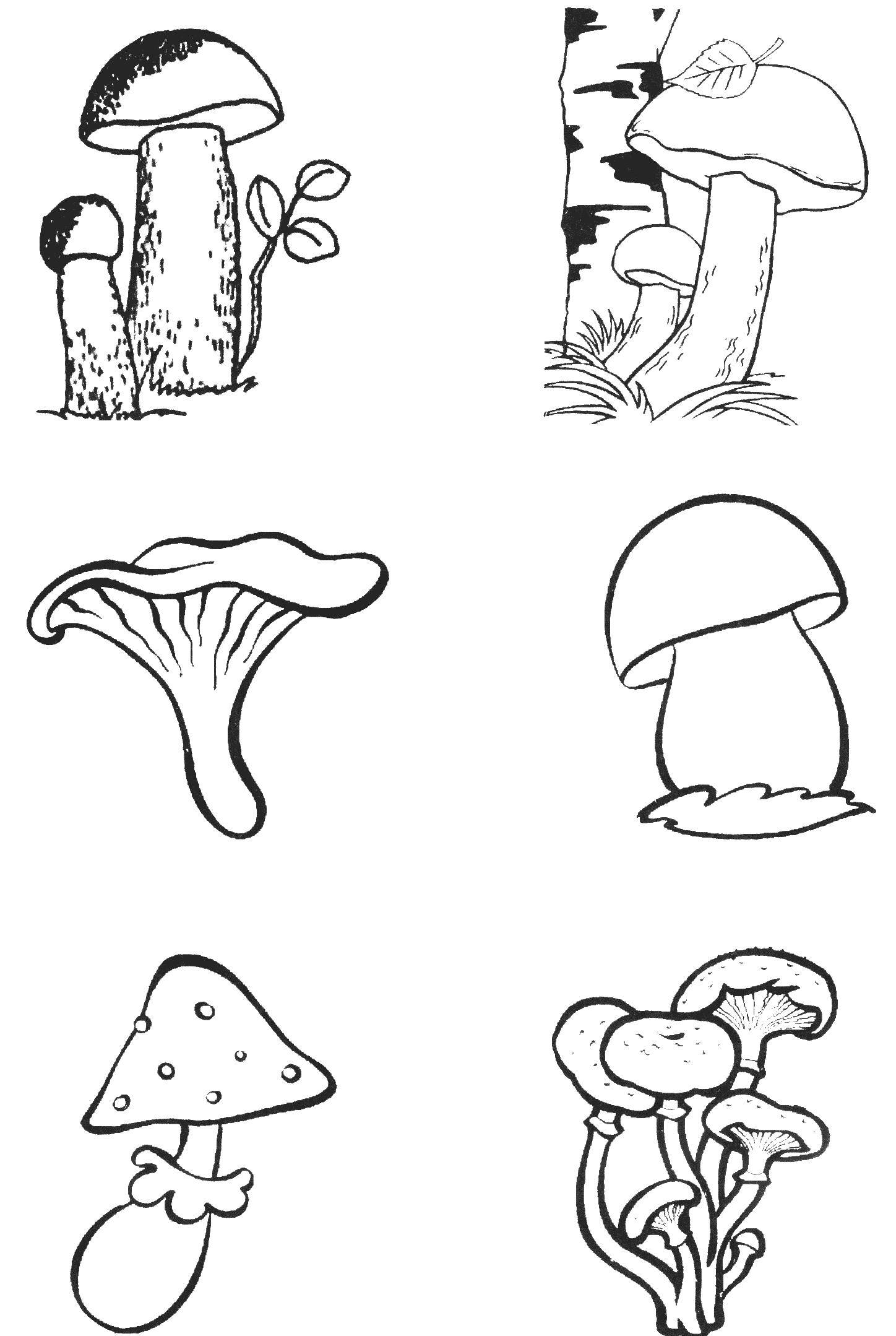 Раскраска. грибы с названиями