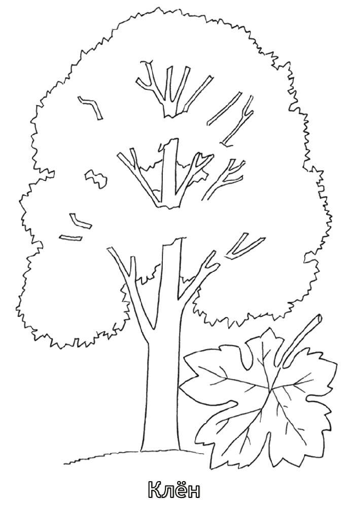 Coloring Maple. Category tree. Tags:  Trees, maple.