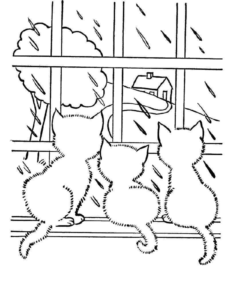 Название: Раскраска Котята смотрят в окно. Категория: осень. Теги: котята, осень, дождь.