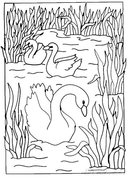 Название: Раскраска Лебеди плавают в пруду. Категория: Животные. Теги: лебеди, пруд.