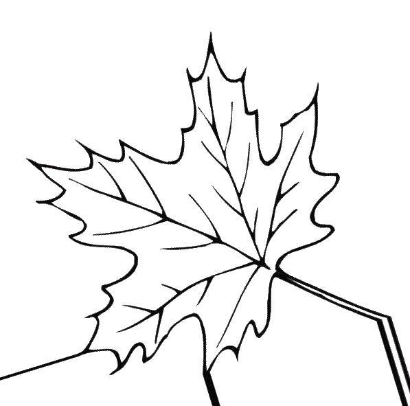Coloring Sheet. Category autumn. Tags:  leaves.
