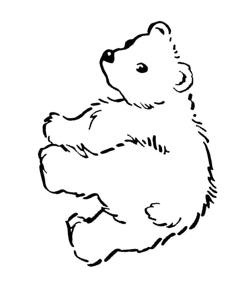 Название: Раскраска Медведь. Категория: Животные. Теги: медведь.
