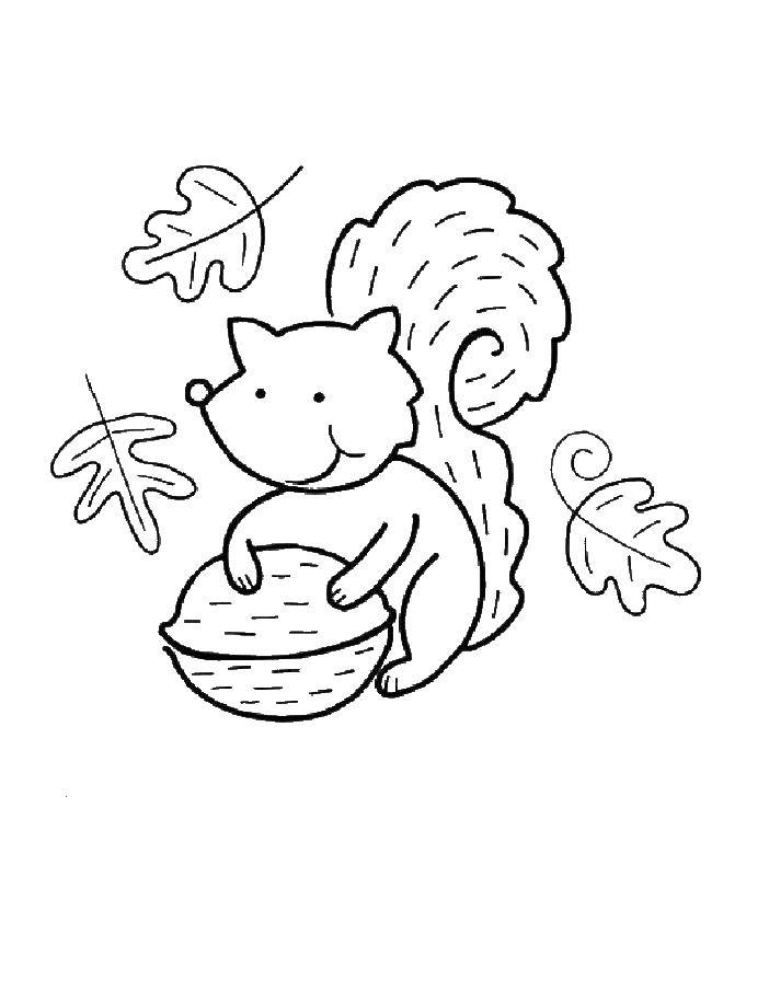 Coloring Squirrel with nut. Category Coloring pages for kids. Tags:  Animals, squirrel.