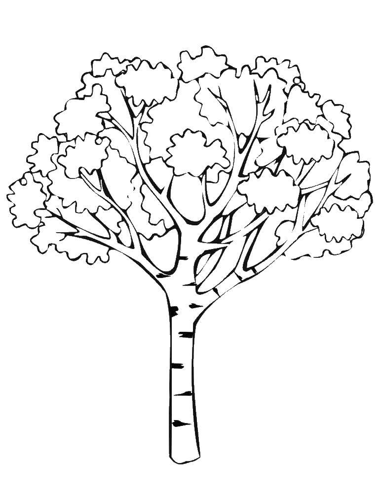 Название: Раскраска Березка. Категория: дерево. Теги: Дерево, берёза, лес.