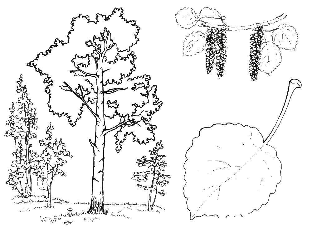 Coloring Birch. Category tree. Tags:  Tree, birch, forest.