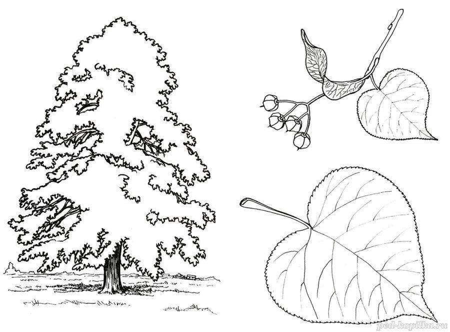 Coloring The tree and leaves. Category tree. Tags:  Trees, leaf.