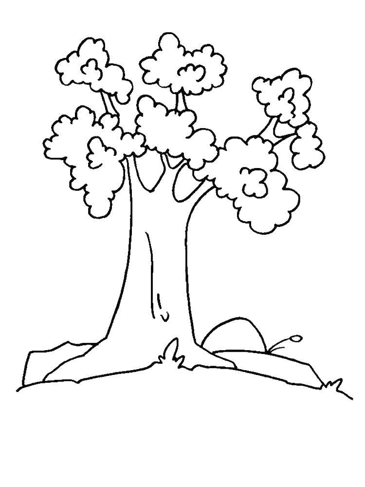 Название: Раскраска Дерево и листья. Категория: дерево. Теги: Деревья, лист.