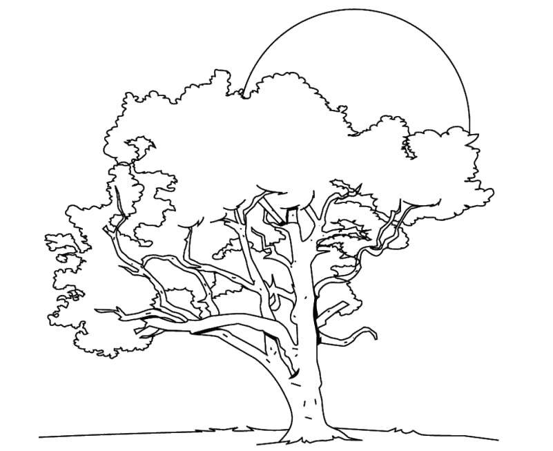 Название: Раскраска Дерево и солнце. Категория: дерево. Теги: Деревья, лист.