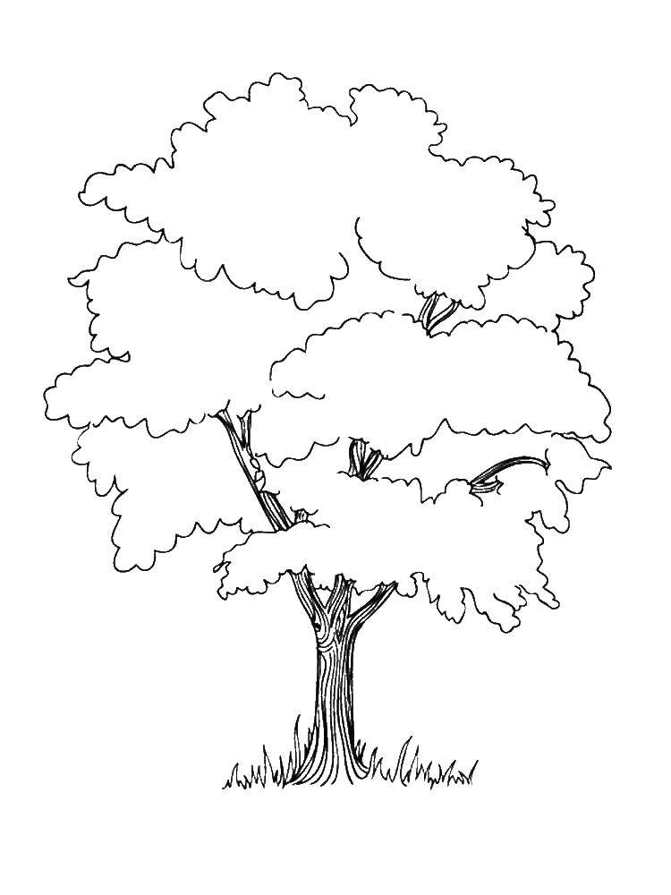 Название: Раскраска Дерево. Категория: дерево. Теги: Деревья, лист.
