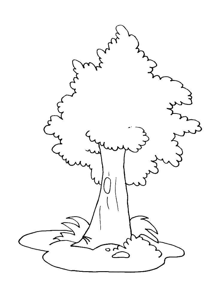 Название: Раскраска Деревце. Категория: дерево. Теги: Деревья, лист.