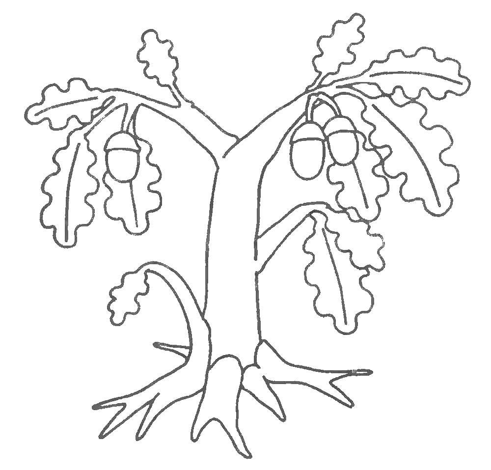 Coloring Oak sprig. Category tree. Tags:  The trees, oak.