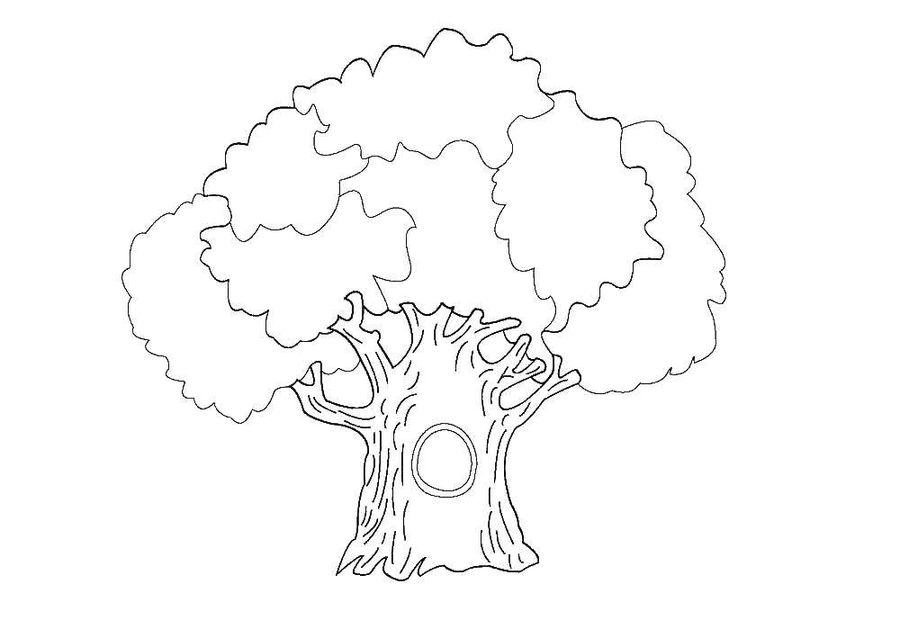 Название: Раскраска Дупло в дереве. Категория: дерево. Теги: Деревья, лист.