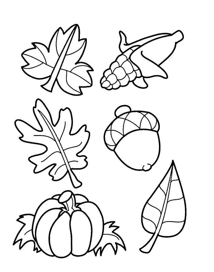 Название: Раскраска Листья, кукуруза, желудь и тыква. Категория: осень. Теги: Осень, урожай.