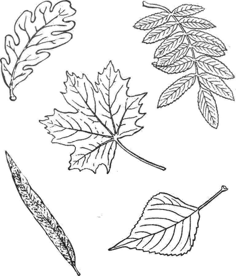 Название: Раскраска Листья разных деревьев. Категория: листья. Теги: Листья, дерево.
