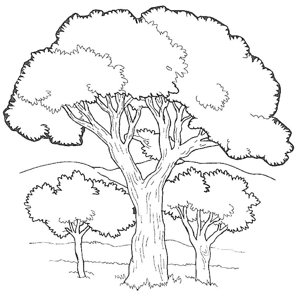 Название: Раскраска Могучие деревья. Категория: дерево. Теги: Деревья, лист.