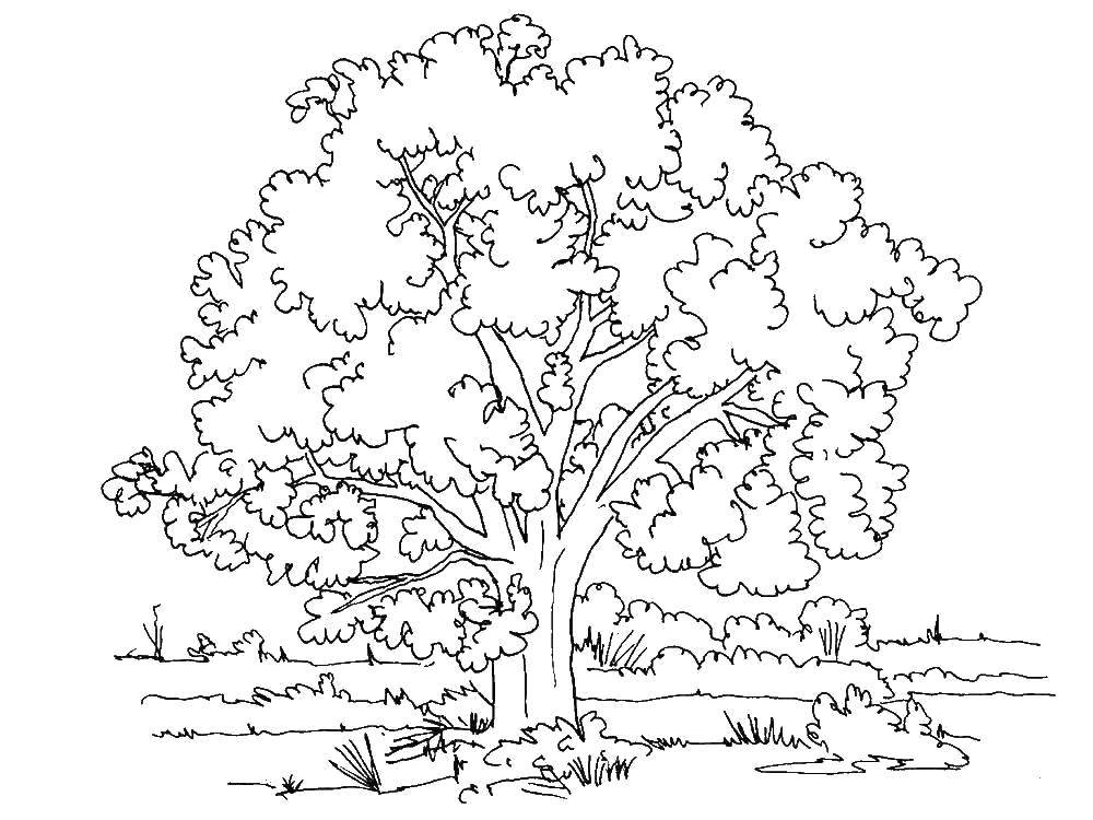 Название: Раскраска Одинокое деревце. Категория: дерево. Теги: Деревья, лист.