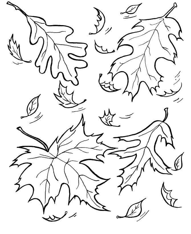 Название: Раскраска Опавшие листья. Категория: осень. Теги: Осень, листья.