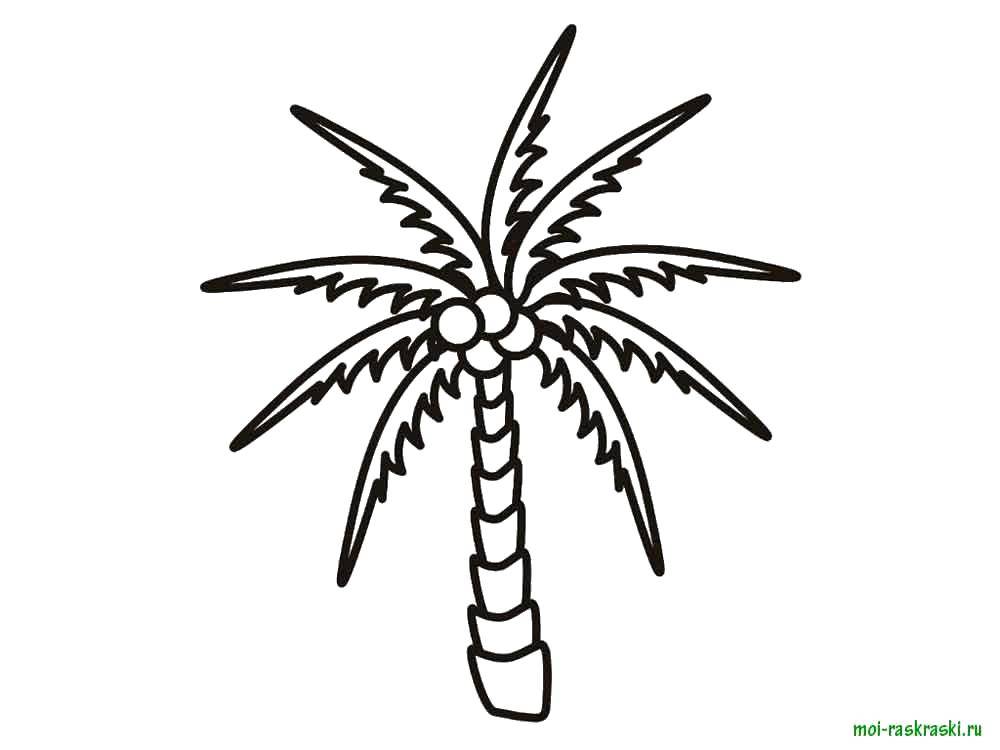 Coloring Palma. Category tree. Tags:  Trees, palm tree.