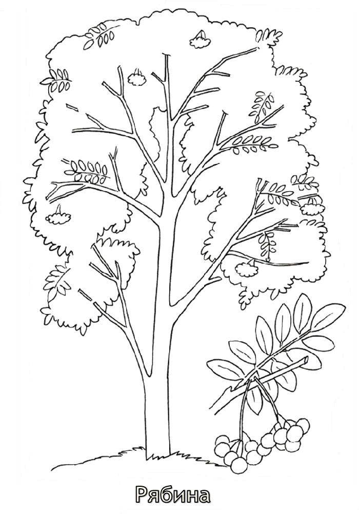 Coloring Rowan. Category tree. Tags:  Trees, mountain ash.