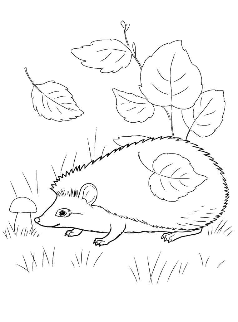 Coloring Hedgehog in the autumn. Category autumn. Tags:  Autumn, leaves, hedgehog.