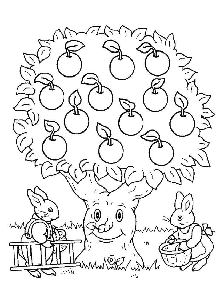 Название: Раскраска Зайчики будут собирать яблочки. Категория: дерево. Теги: Деревья, яблоня.