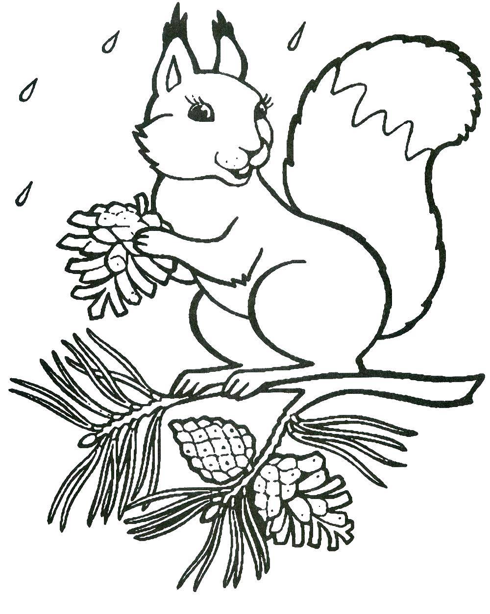 Coloring Squirrel with nuts. Category autumn. Tags:  protein, nuts.