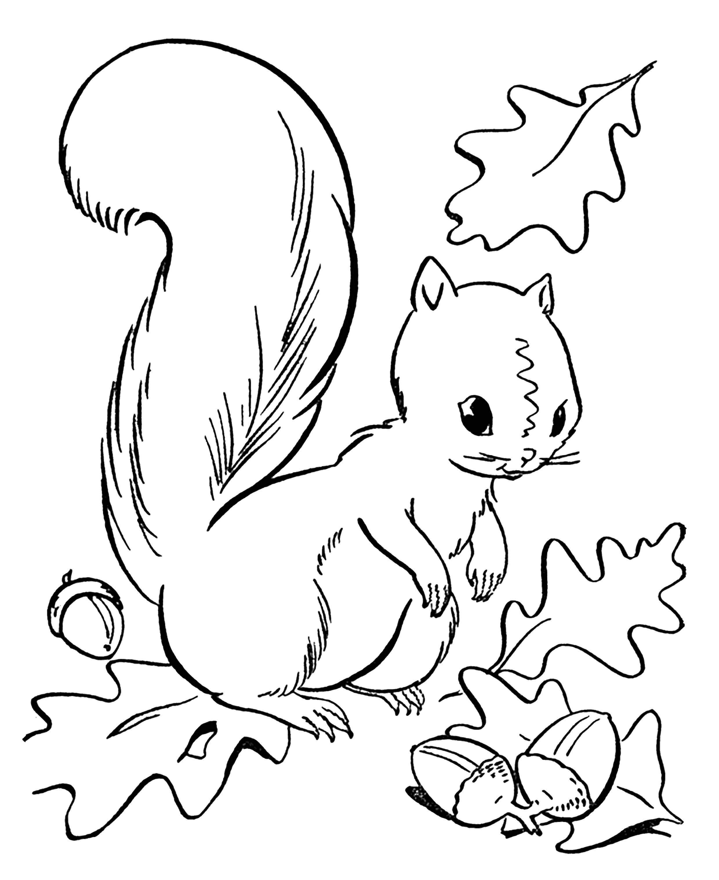 Coloring A squirrel with a nut. Category autumn. Tags:  protein, nuts.