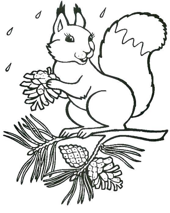 Coloring A squirrel with a nut. Category Animals. Tags:  protein, Oreshak.